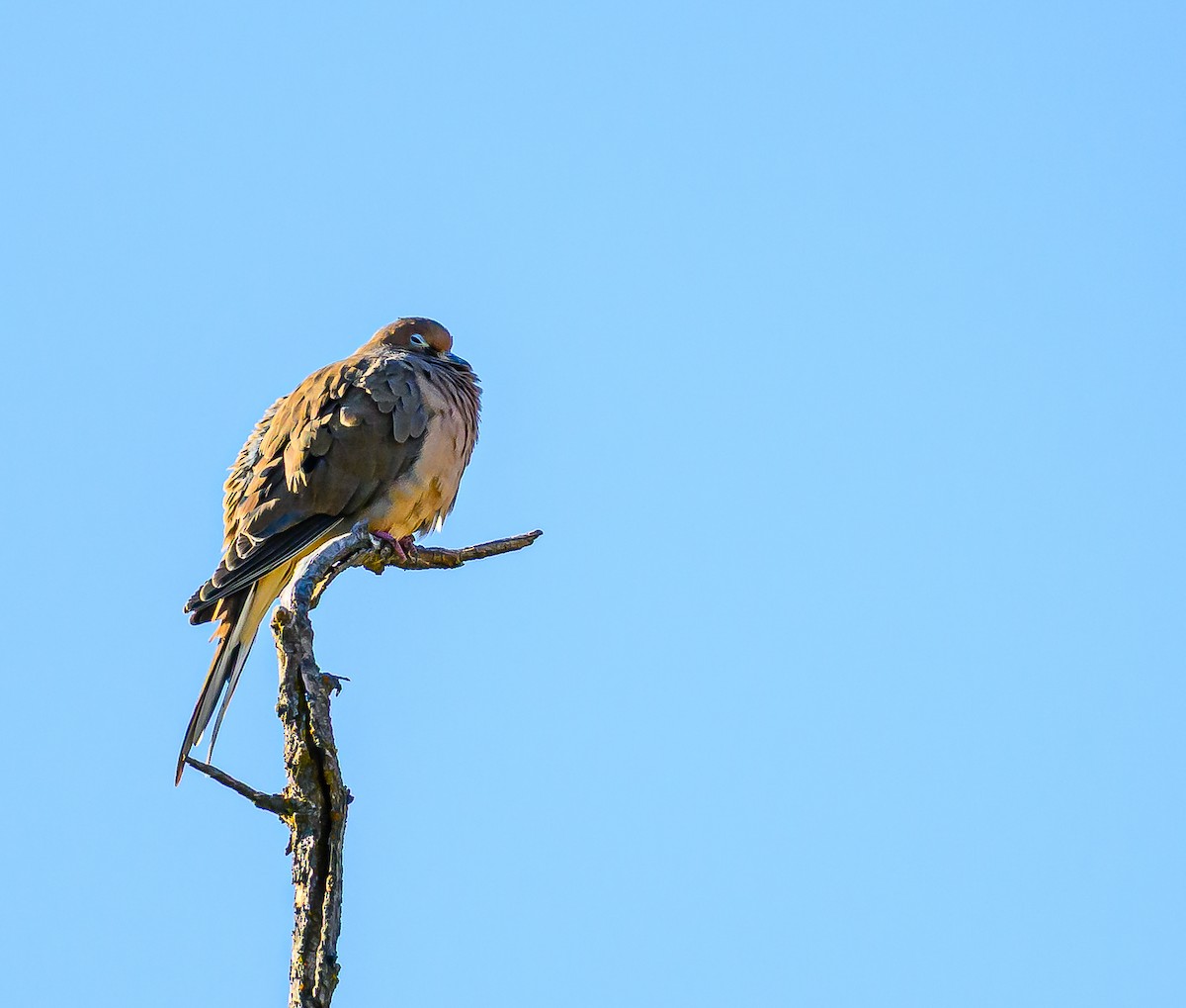 sørgedue - ML644652250