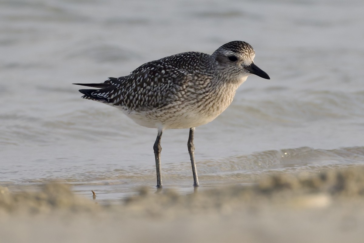 tundralo - ML644652251