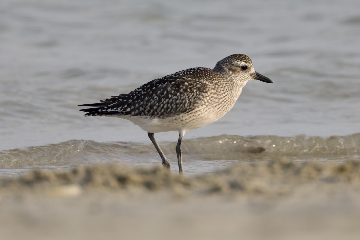 tundralo - ML644652252