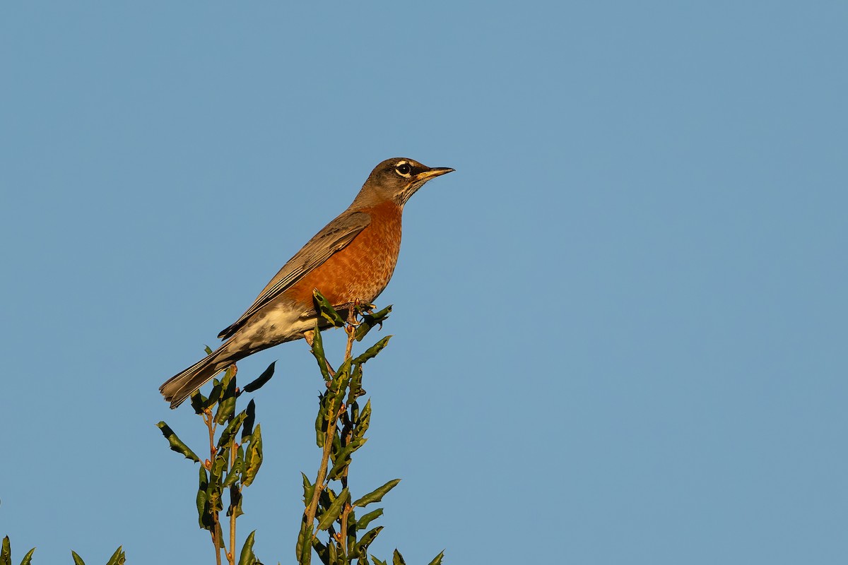 vandretrost - ML644652253