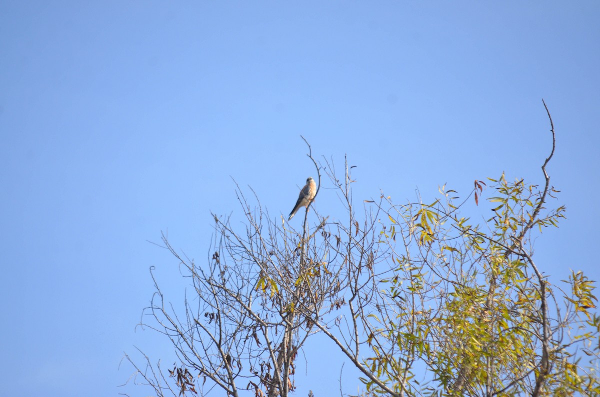 spurvefalk - ML644652254