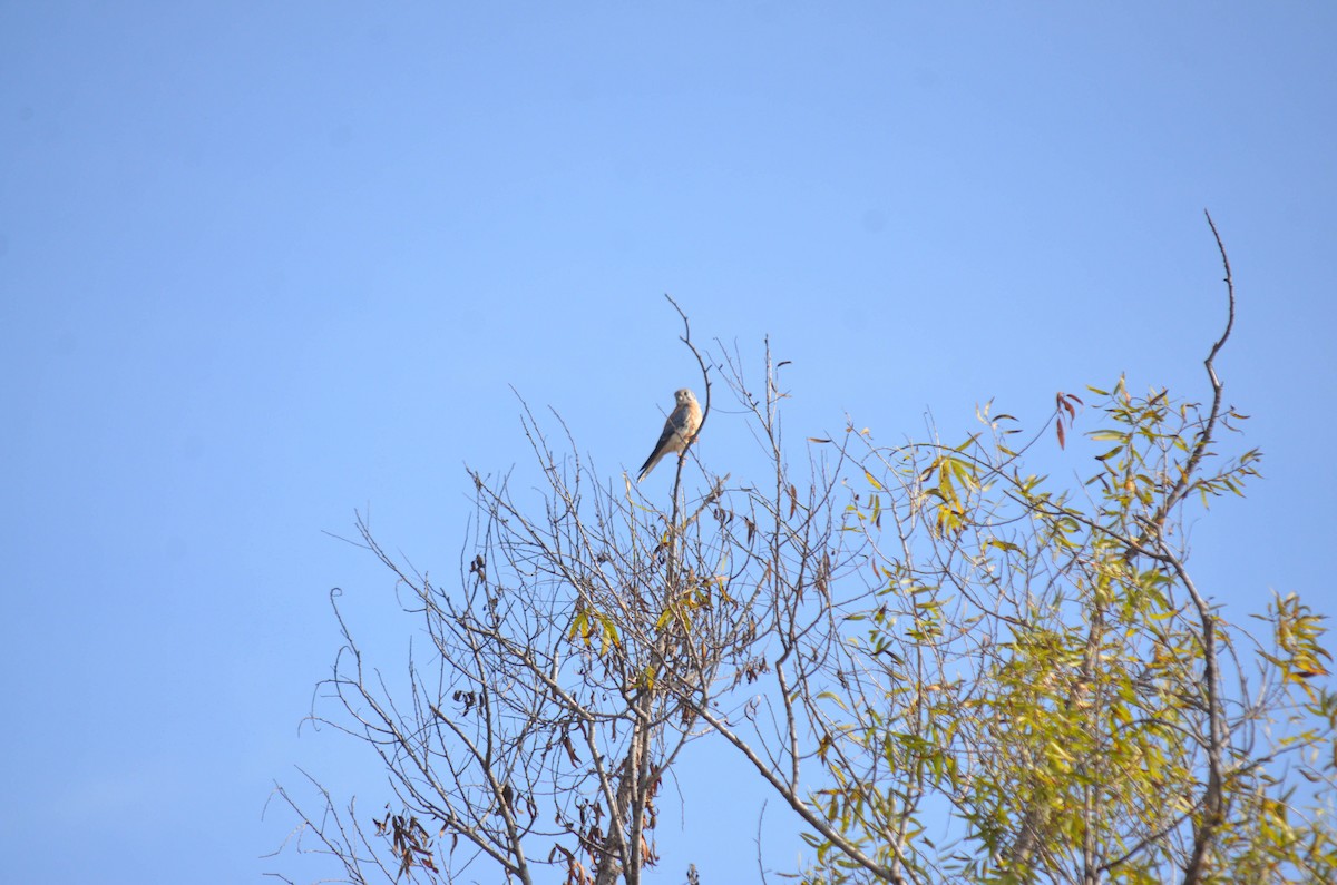 spurvefalk - ML644652255