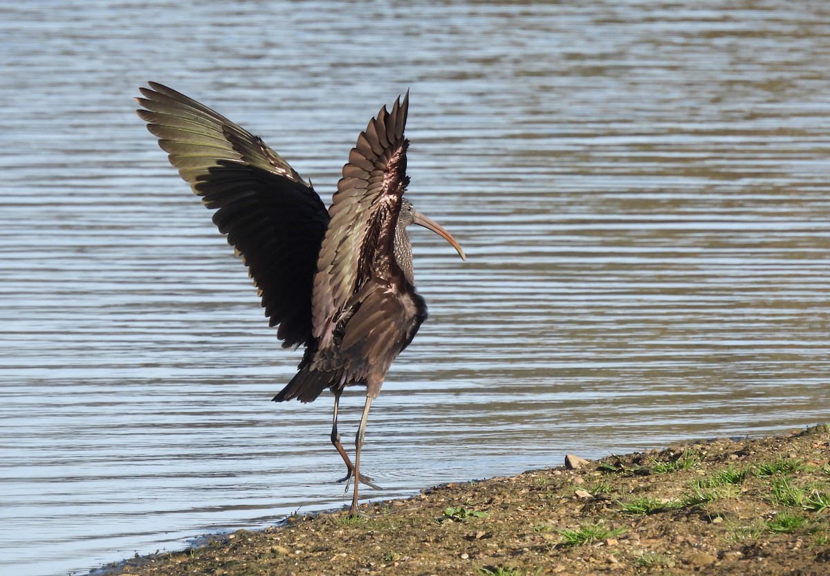 Sichler - ML644652256