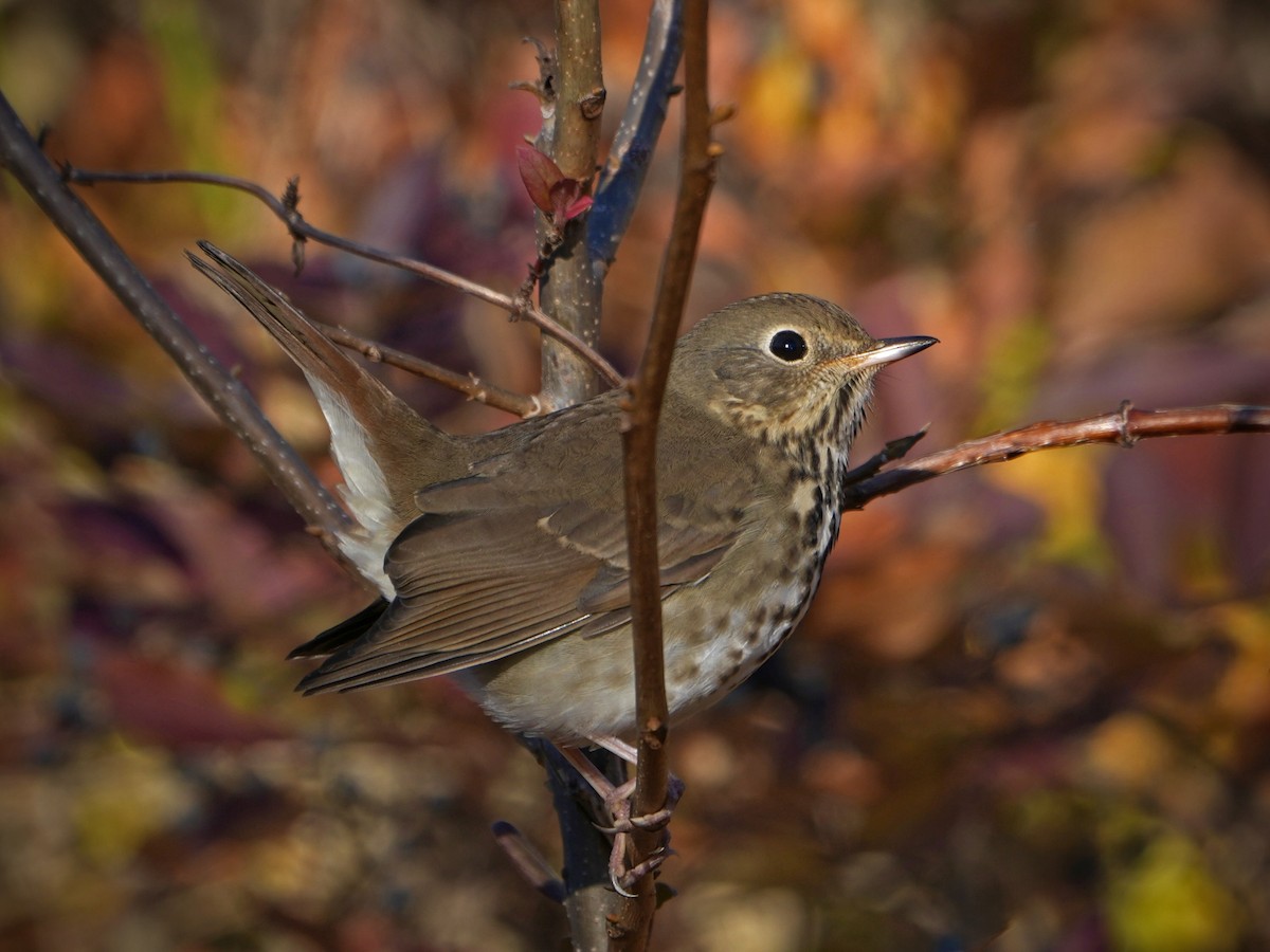 eremittskogtrost - ML644652257