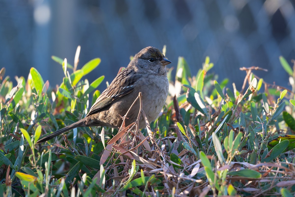 gulkronespurv - ML644652258