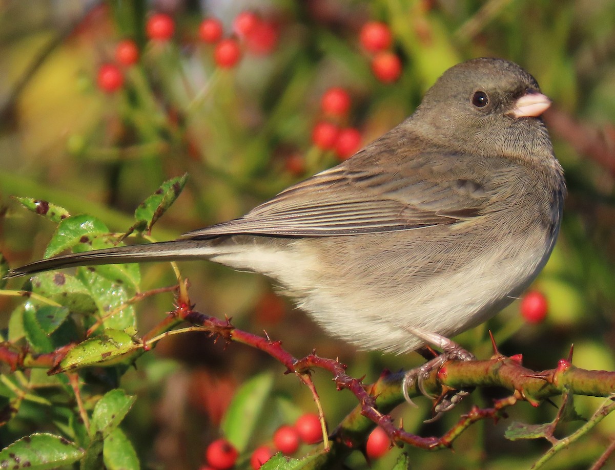 vinterjunko - ML644652262
