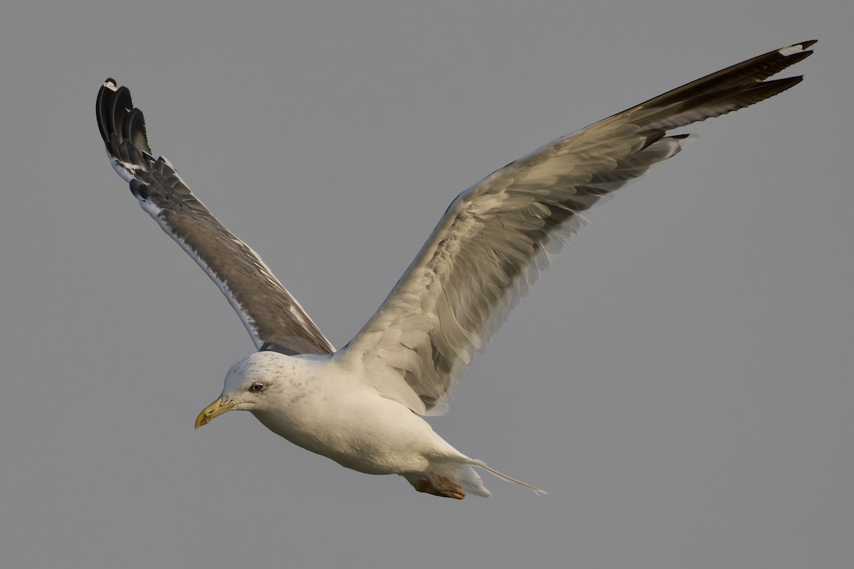 Gaviota Sombría (de la Estepa) - ML644652263