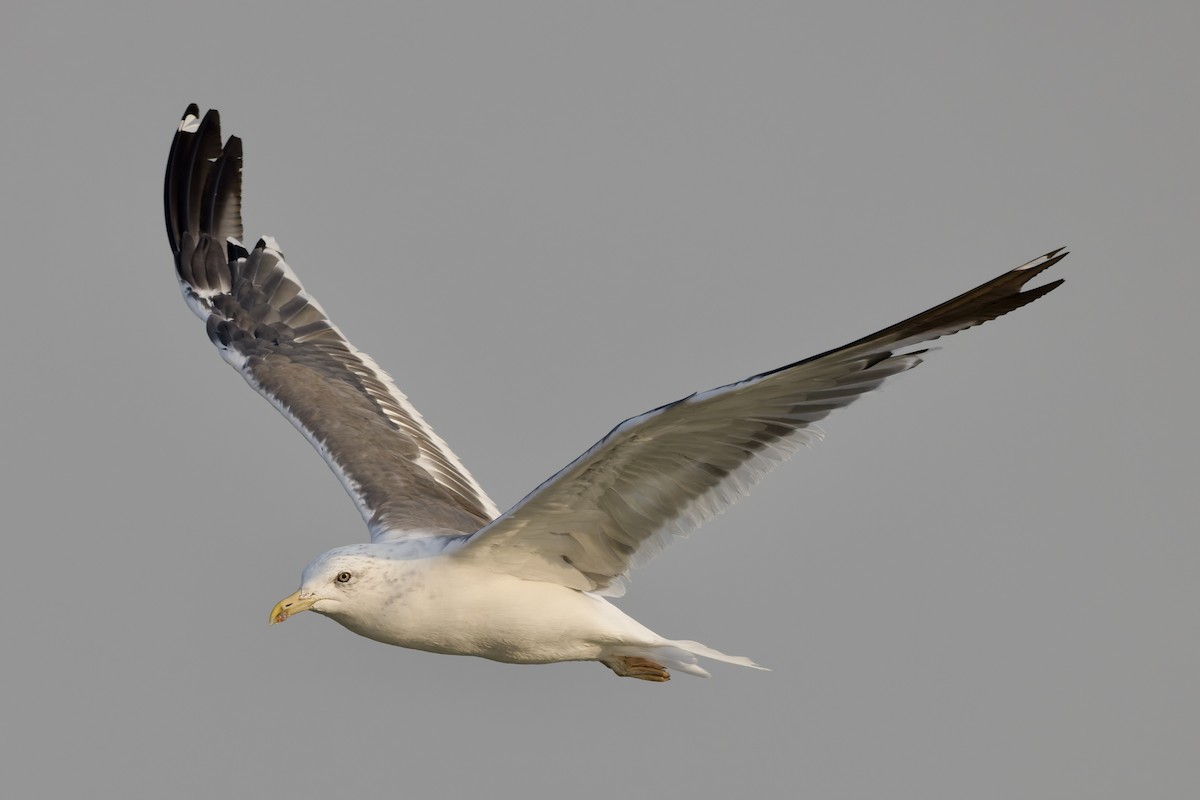 Gaviota Sombría (de la Estepa) - ML644652264