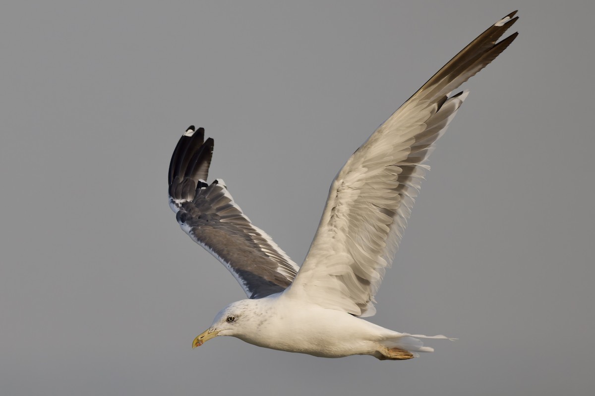Gaviota Sombría (de la Estepa) - ML644652265