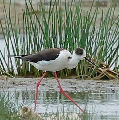 stylteløper - ML644652268