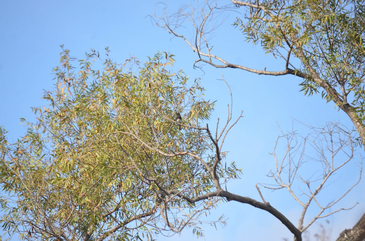 svartfibi - ML644652269