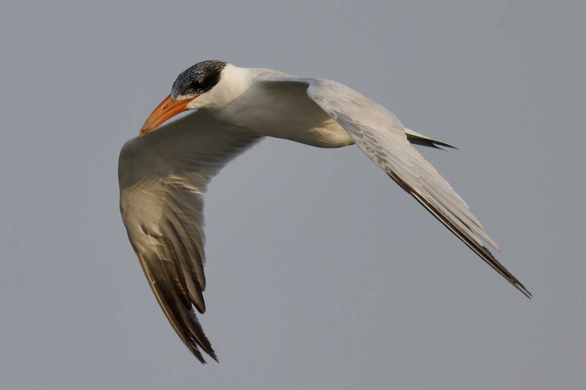 Caspian Tern - ML644652270