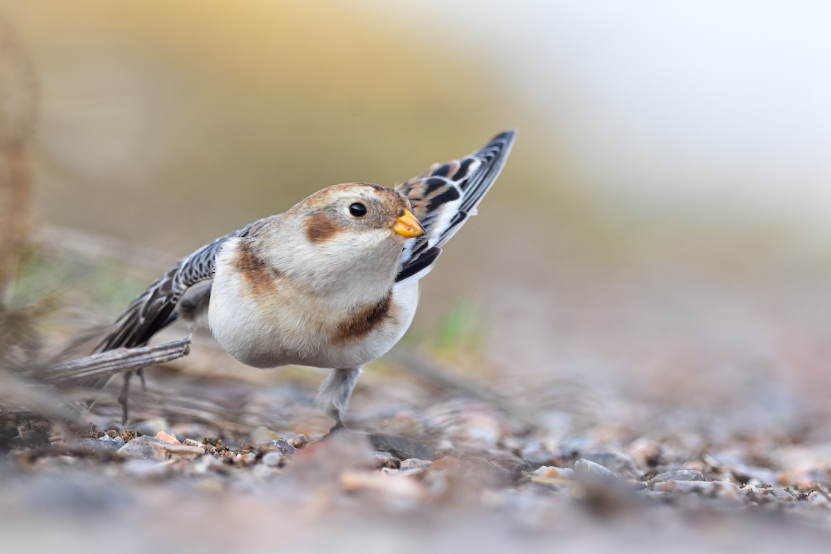 Snow Bunting - ML644652273