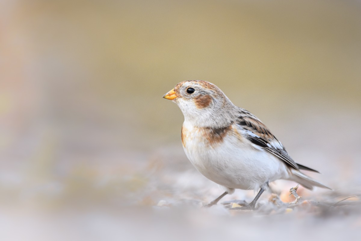 Snow Bunting - ML644652275