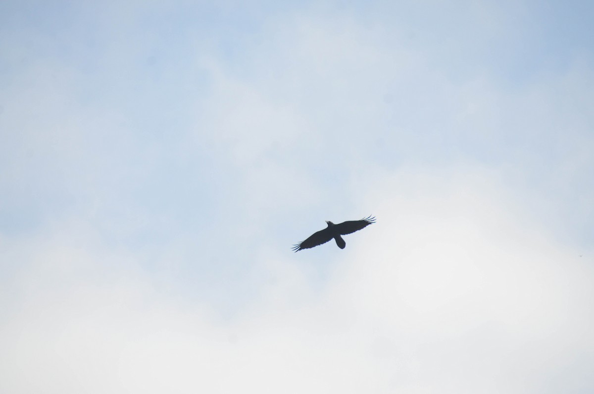 Common Raven - ML644652283