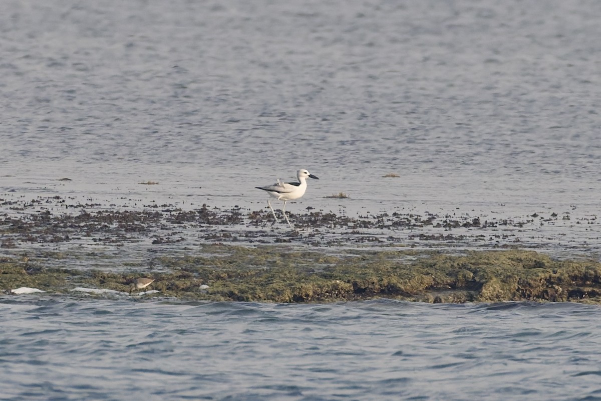 Crab-Plover - ML644652284