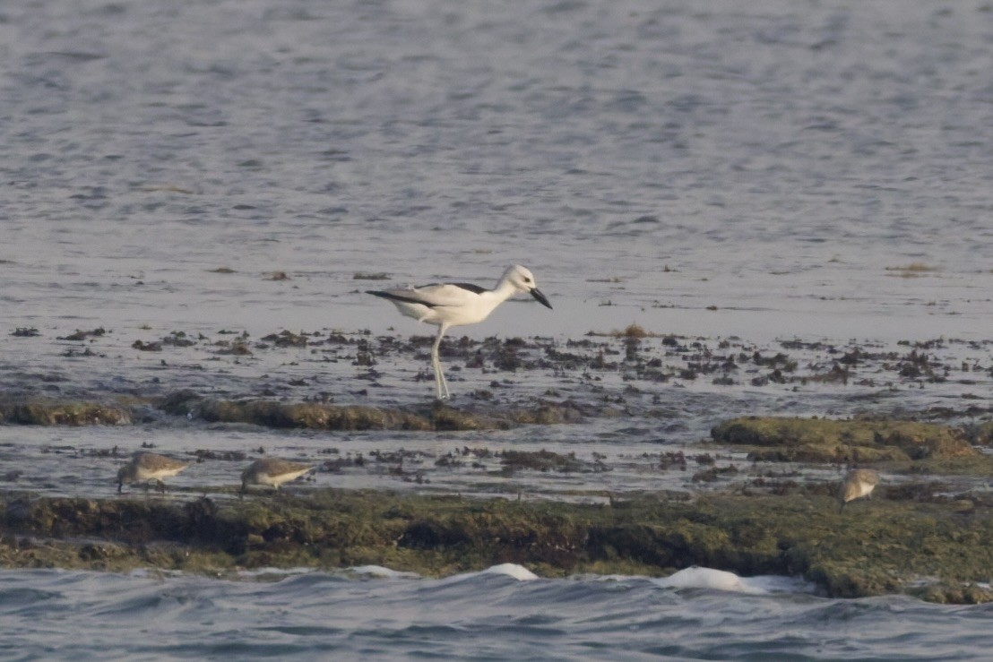 Crab-Plover - ML644652285
