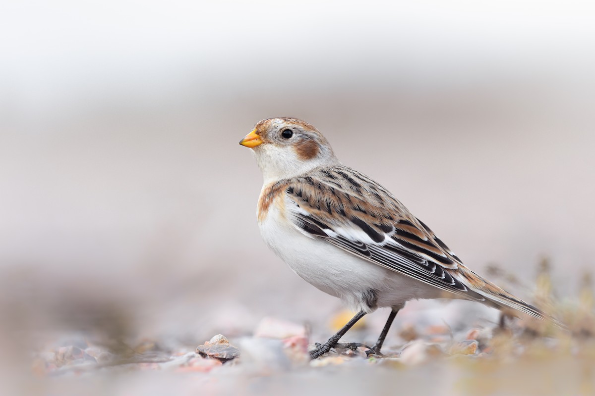 Snow Bunting - ML644652287