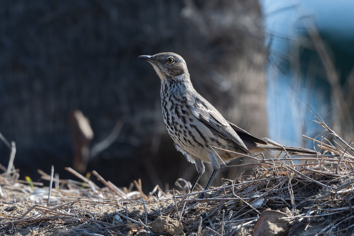 Sage Thrasher - ML644652289