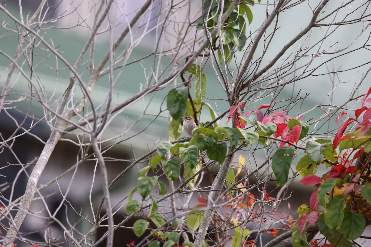 Clay-colored Sparrow - ML644652290