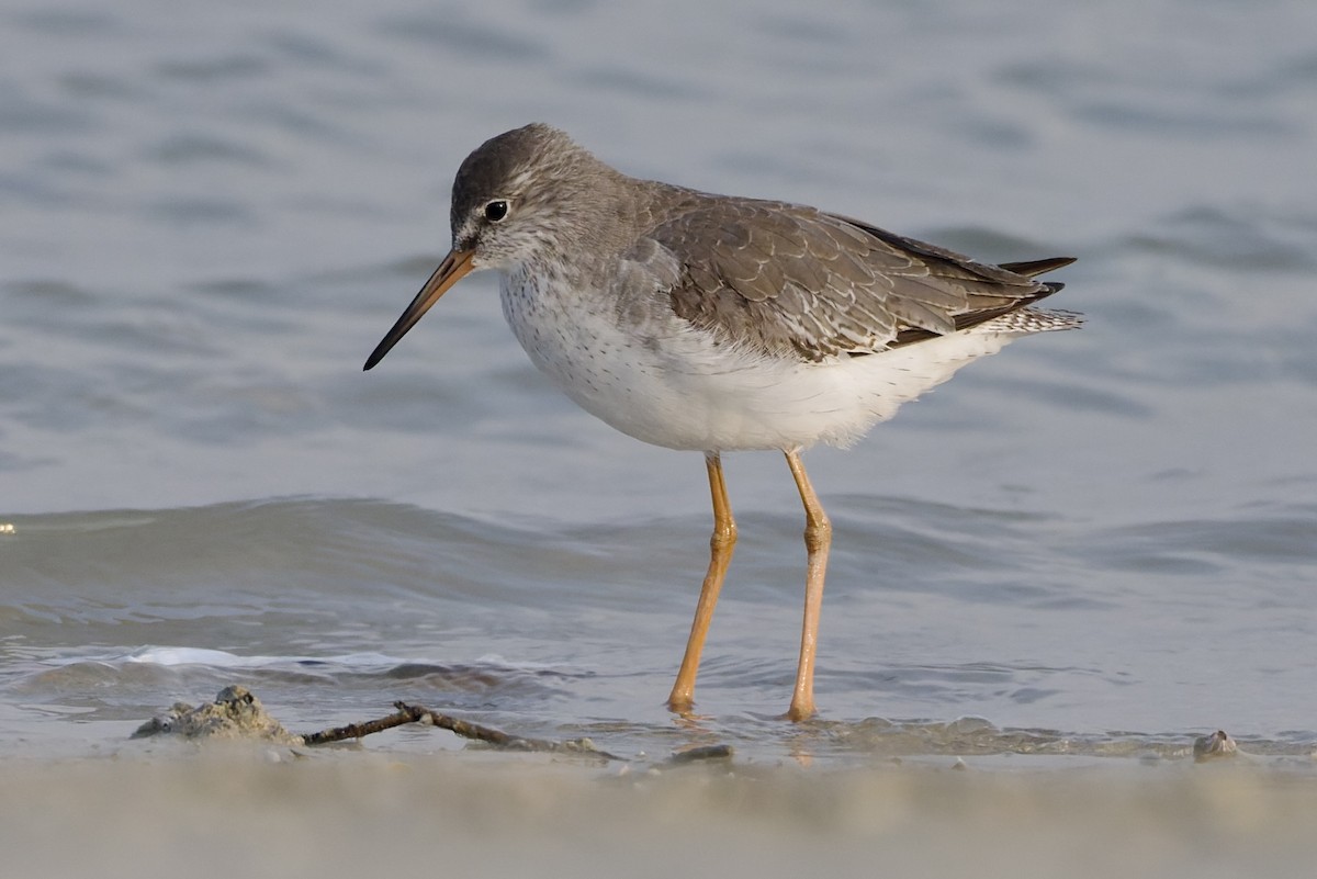 Common Redshank - ML644652291