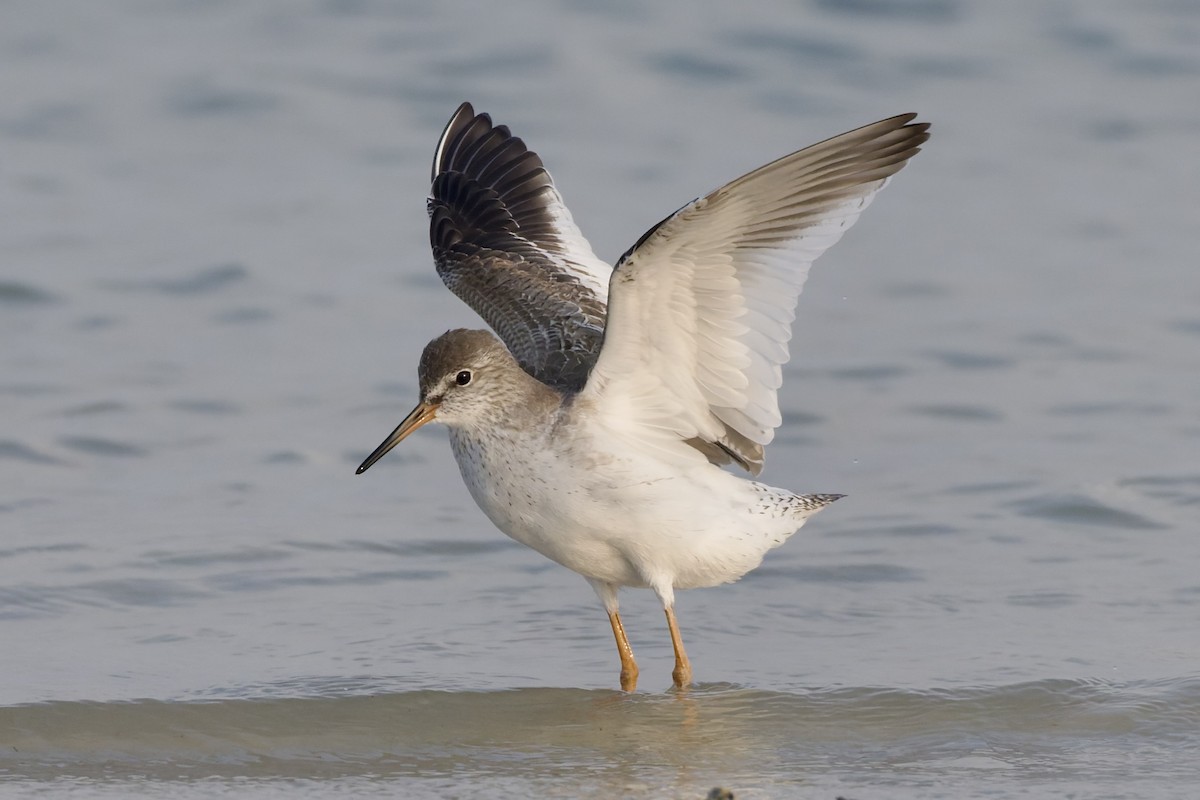 Common Redshank - ML644652293