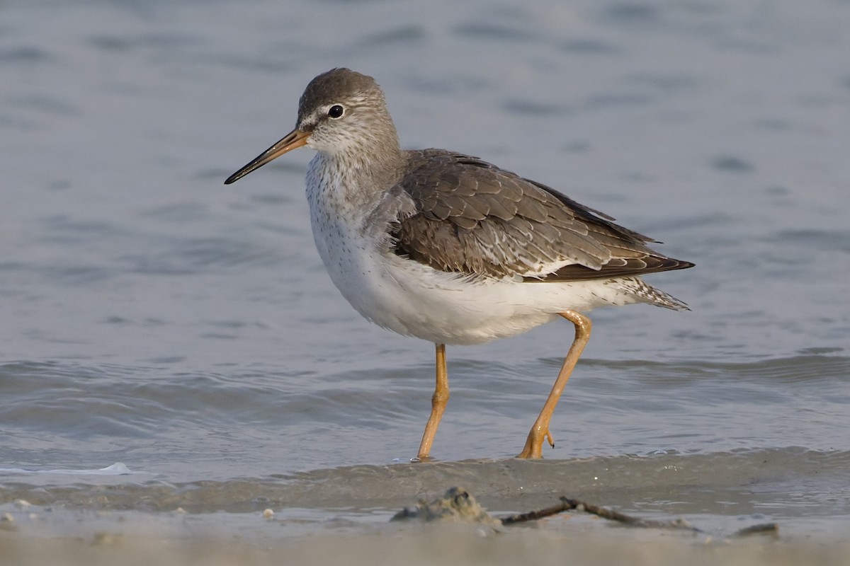 Common Redshank - ML644652294