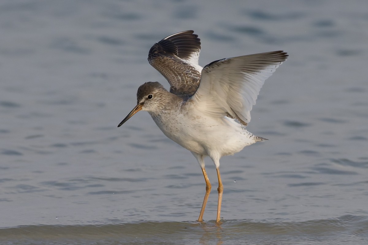 Common Redshank - ML644652295