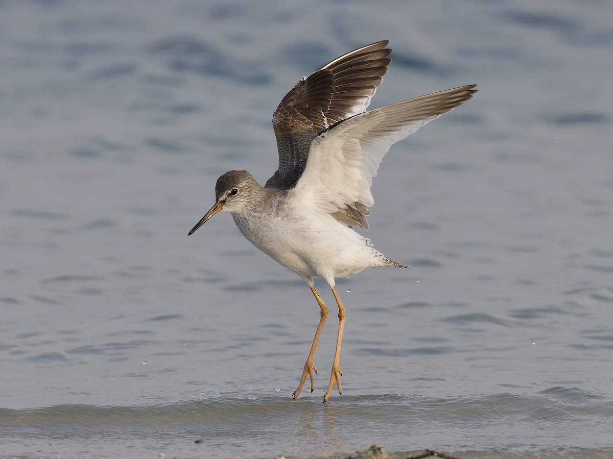 Common Redshank - ML644652296