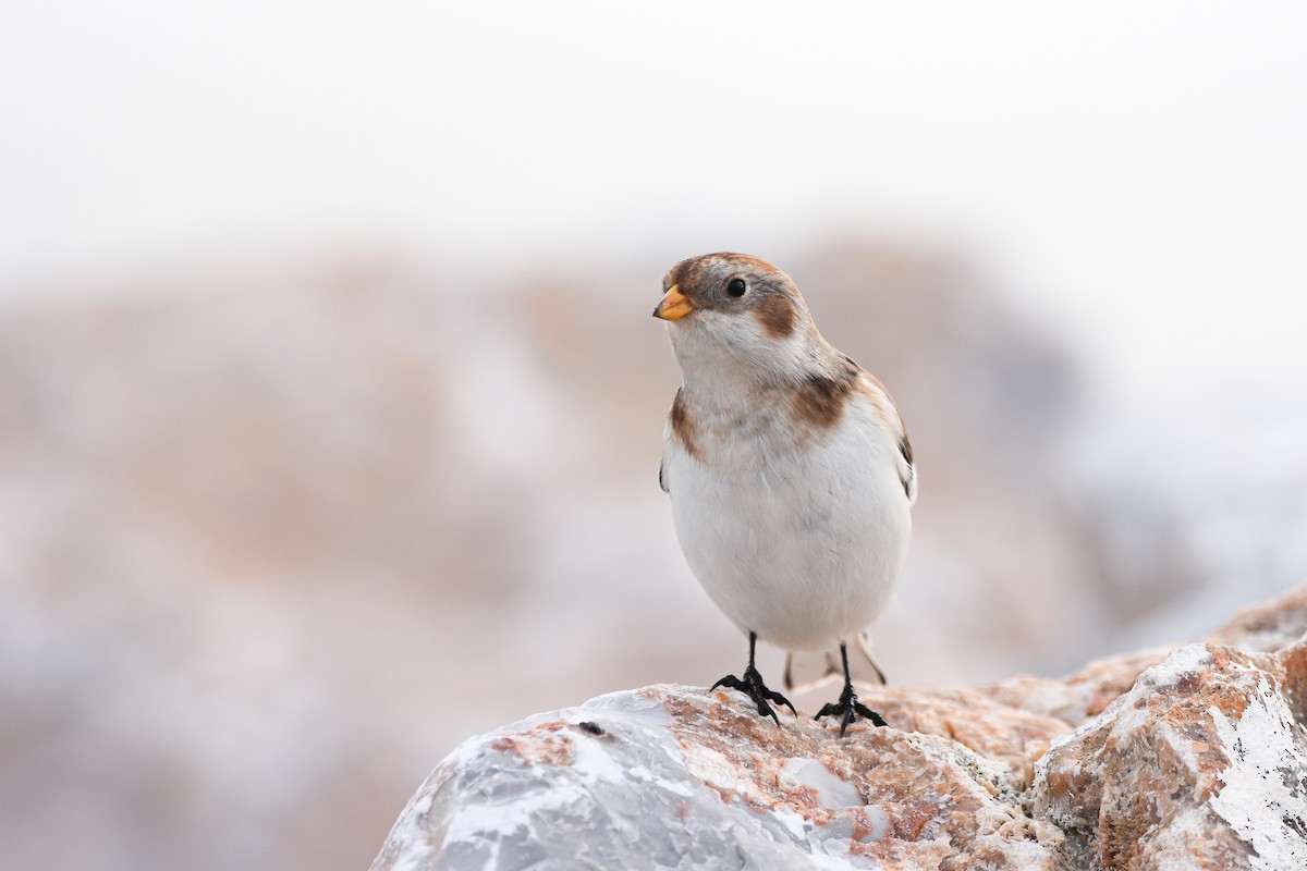 Snow Bunting - ML644652297