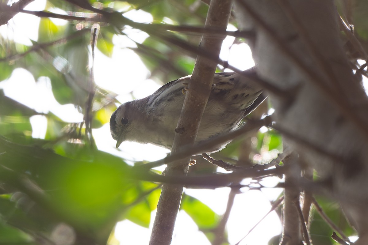 Black-and-white Warbler - ML644652298