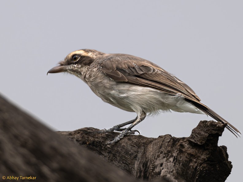 Common Woodshrike - ML644652299