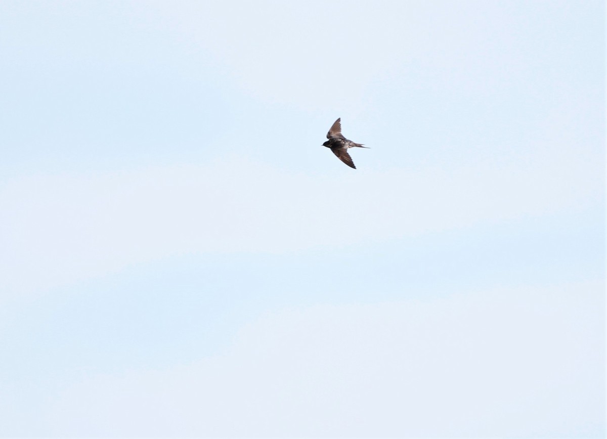 Ластівка сільська (підвид erythrogaster) - ML644652300