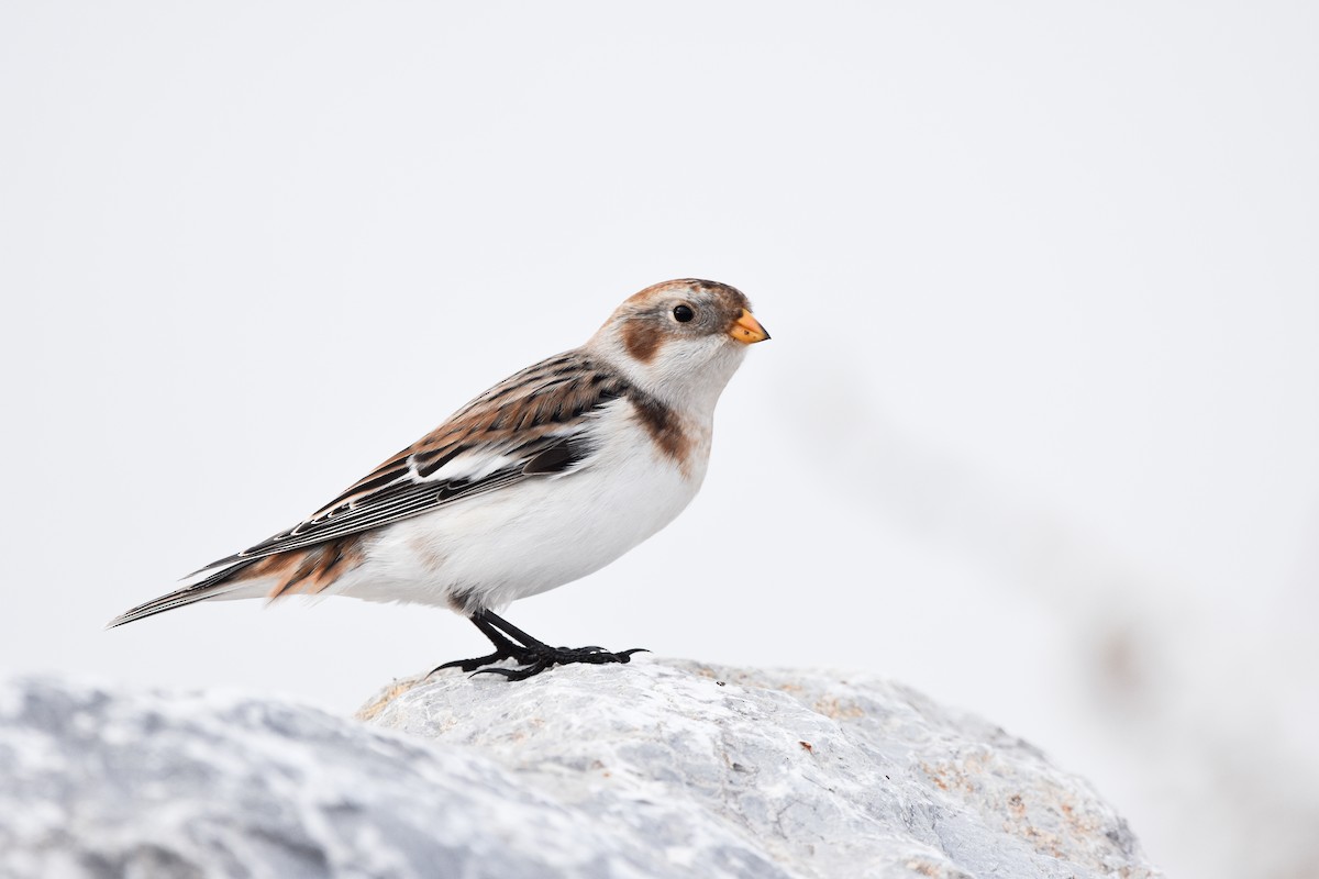 Snow Bunting - ML644652303