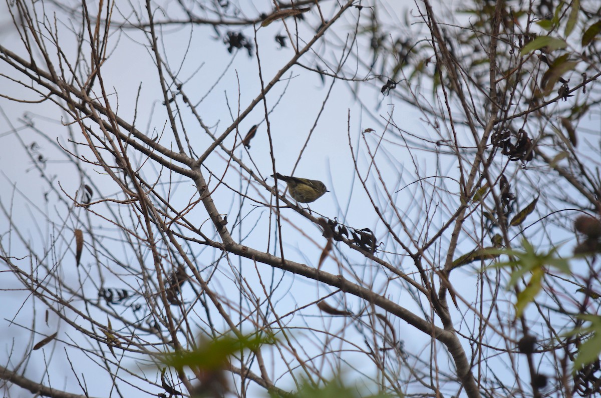 Rubingoldhähnchen - ML644652305