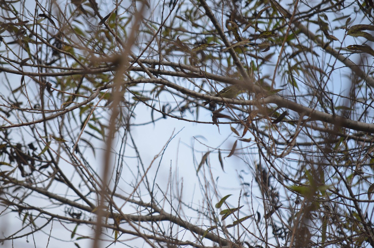 Rubingoldhähnchen - ML644652306