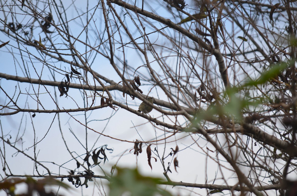 Rubingoldhähnchen - ML644652308