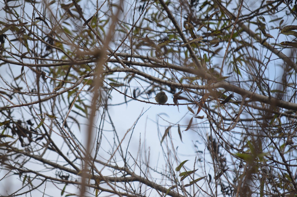 Rubingoldhähnchen - ML644652309