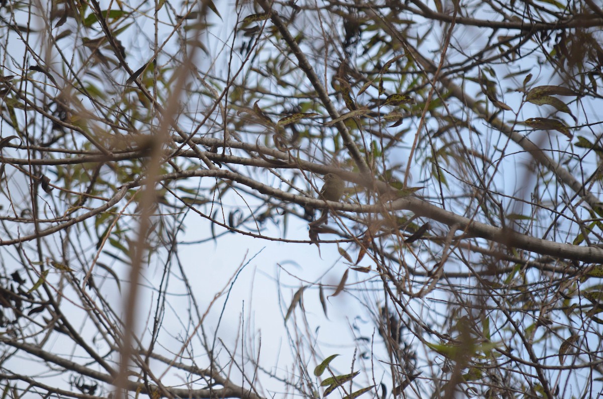 Rubingoldhähnchen - ML644652310