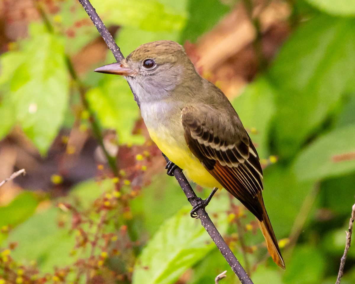 Great Crested Flycatcher - ML644652311