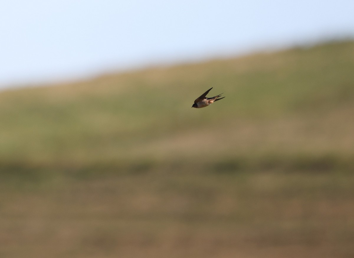 Ластівка сільська (підвид erythrogaster) - ML644652315