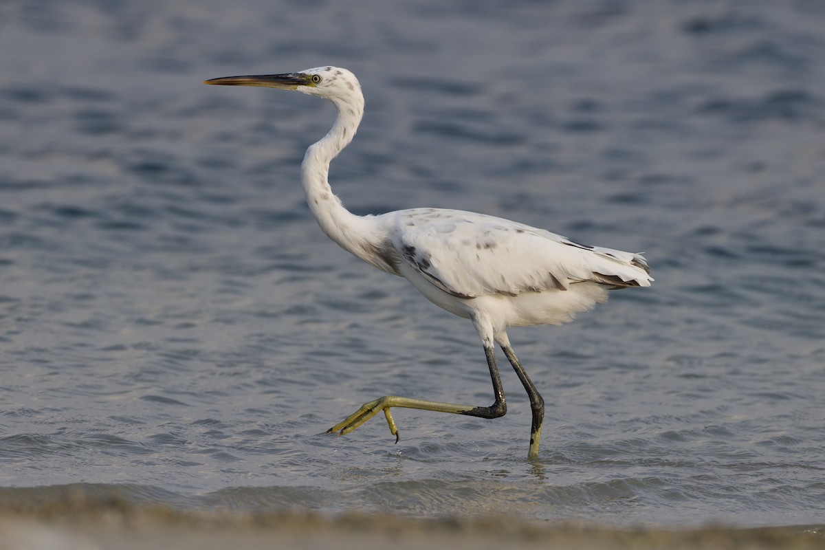 Western Reef-Heron - ML644652316