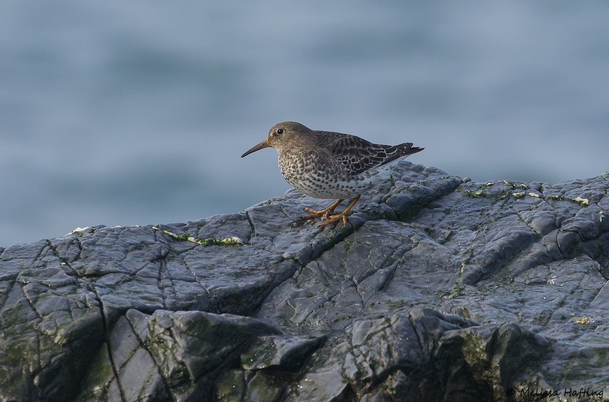 Rock Sandpiper - ML644652317