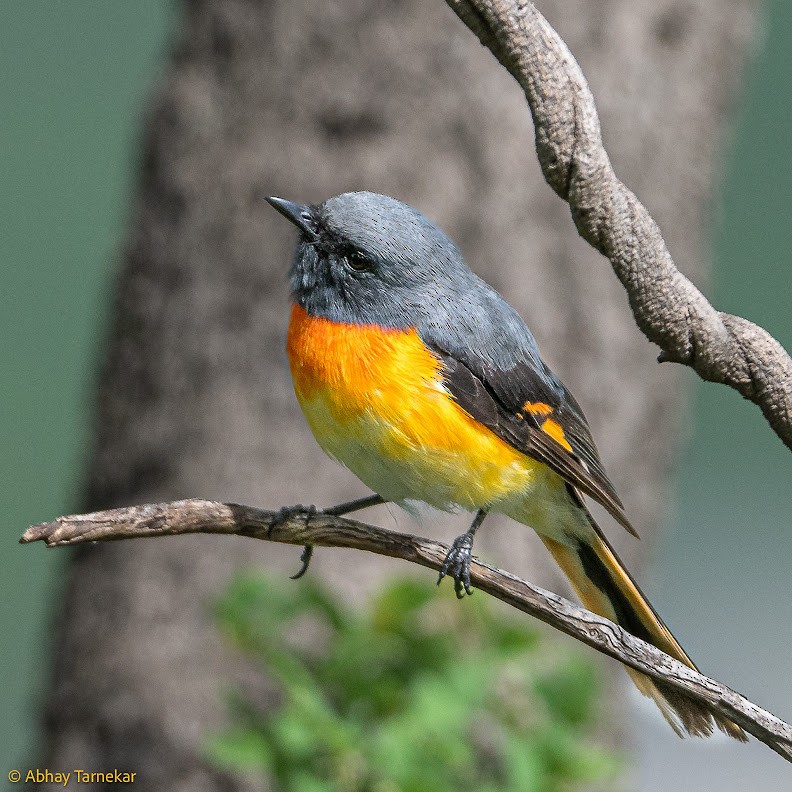 Small Minivet - ML644652318