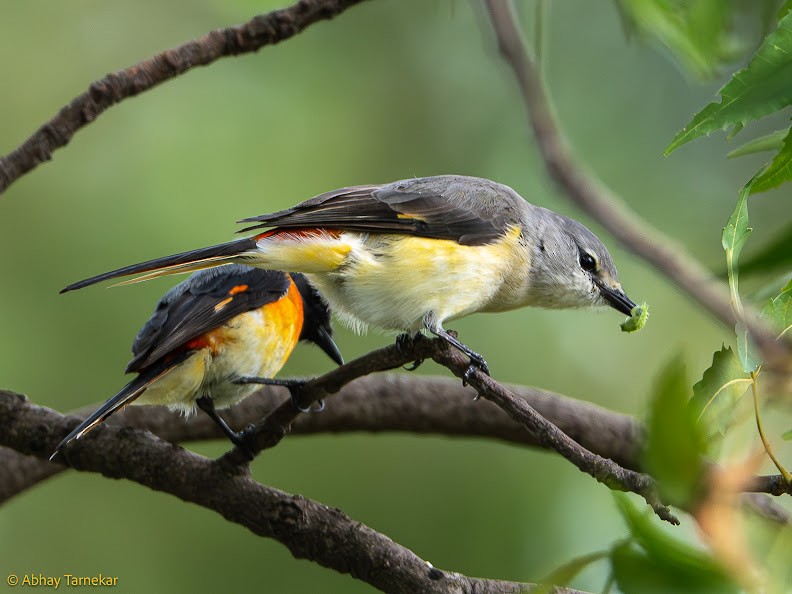 Small Minivet - ML644652319