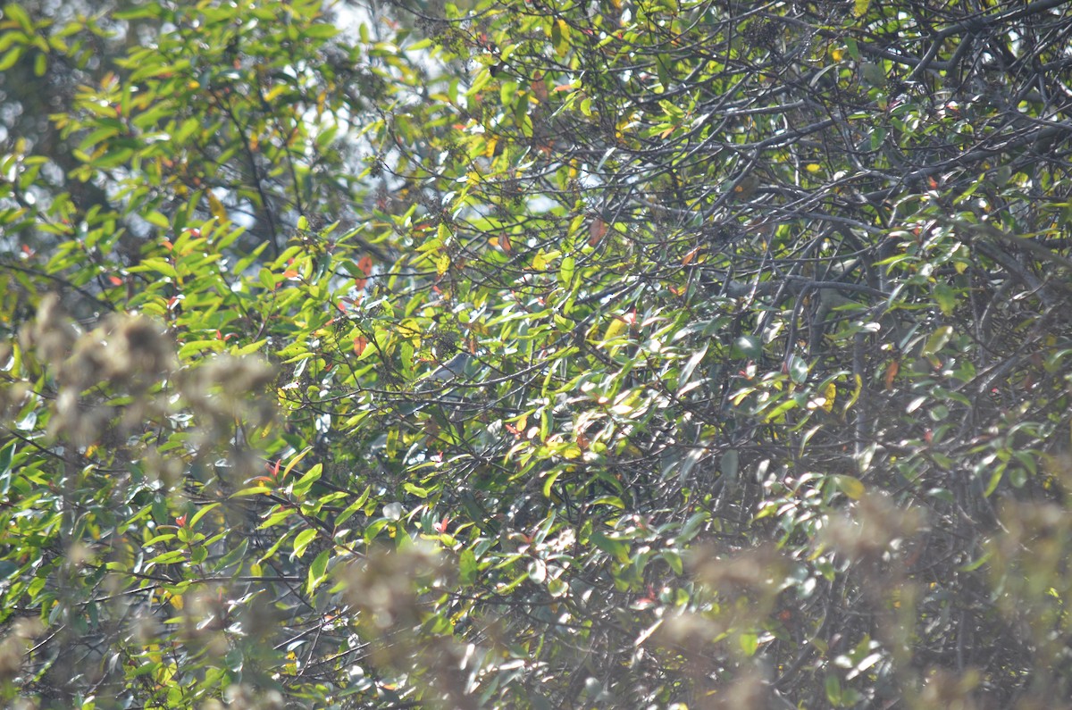 nordmyggsmett - ML644652323