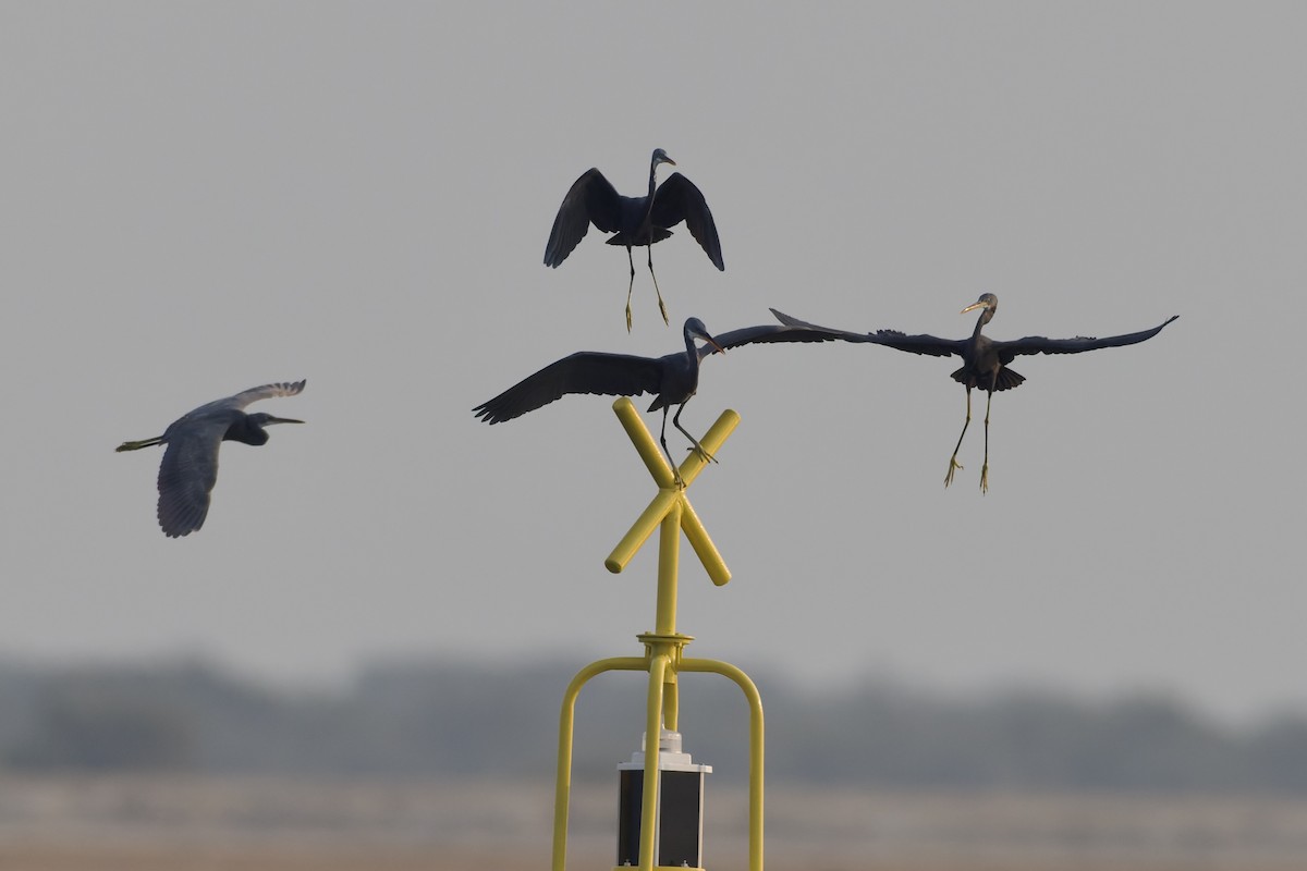 Western Reef-Heron - ML644652329