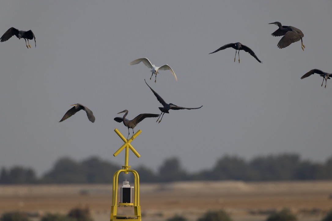 Western Reef-Heron - ML644652330