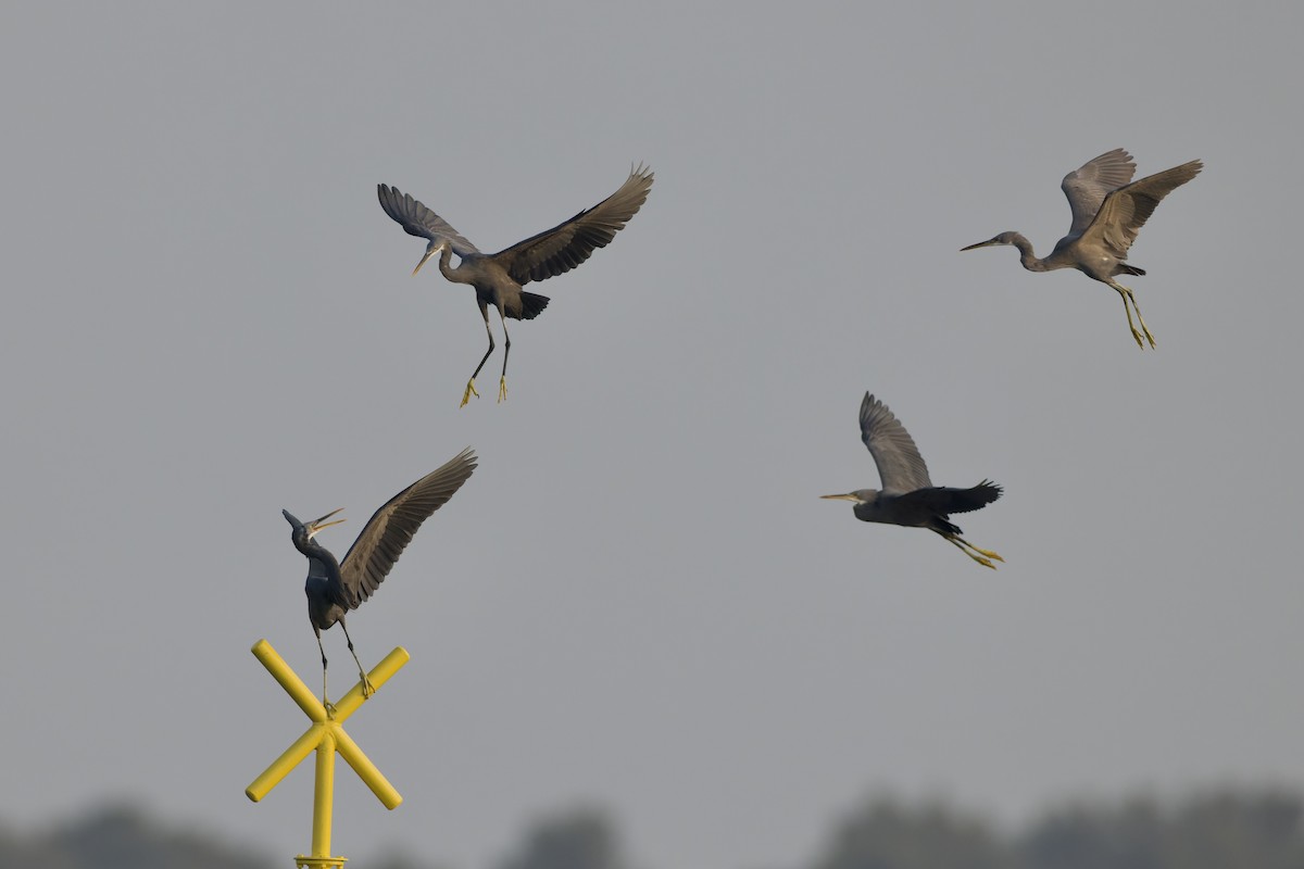 Western Reef-Heron - ML644652333