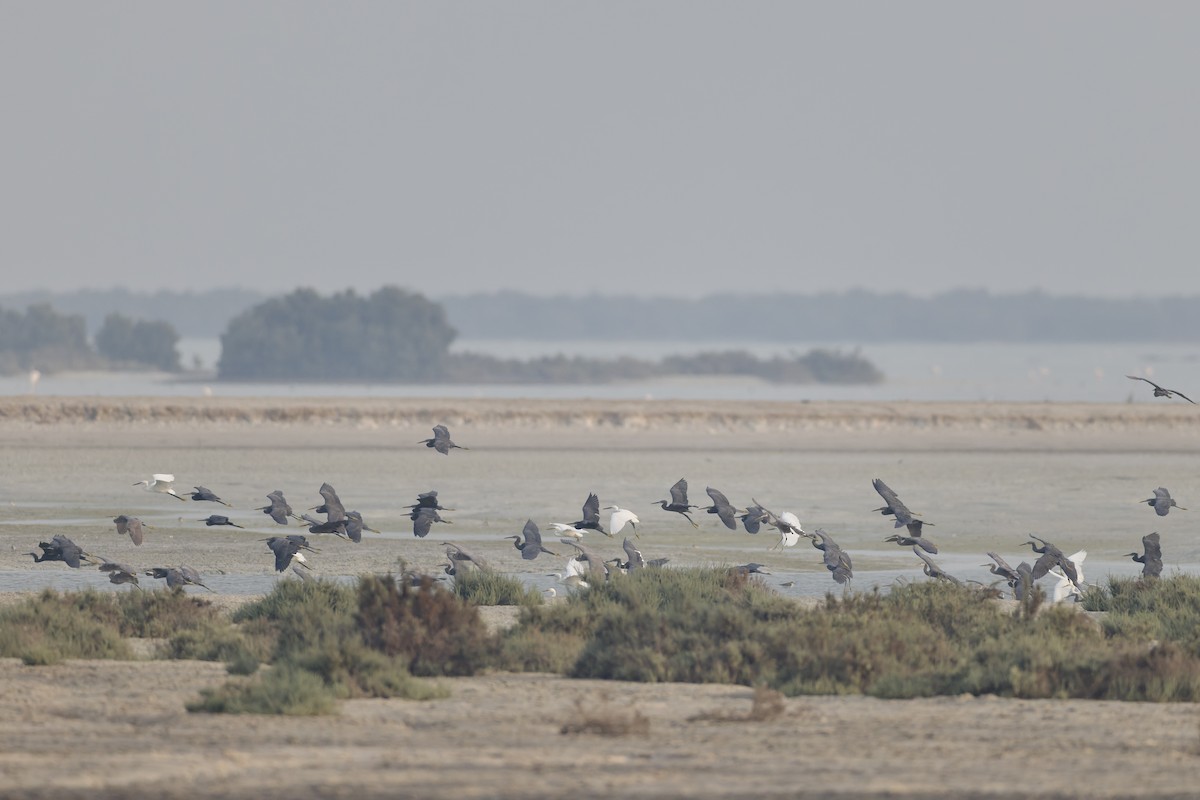 Western Reef-Heron - ML644652335